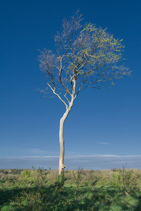 Lonesome Pine